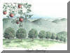 Apple County, Henderson County, NC; pen & ink drawing by Lee James Pantas
