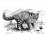 "Blue Ridge Tiger", pen & ink drawing by Lee James Pantas
