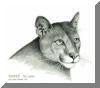 Cougar, pen & ink drawing by Lee James Pantas