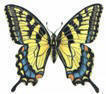 Tiger Swallowtail Butterfly, pen & ink and prismacolor drawing by Lee James Pantas