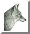 Coyote, pen & ink drawing by Lee James Pantas