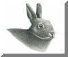 Cottontail Rabbit, pen & ink drawing by Lee James Pantas